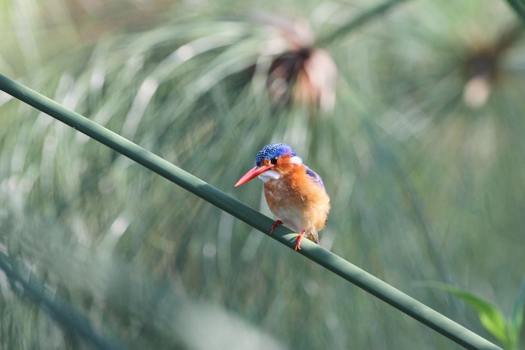 Ein Malachiteisvogel sitzt auf einem Papyrusstamm