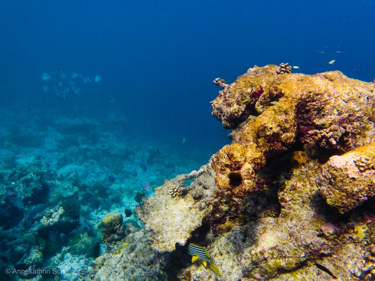 erfahrungsbericht-freiwilligenarbeit-malediven-walhaischutz-korallenriff-annekathrin-natucate