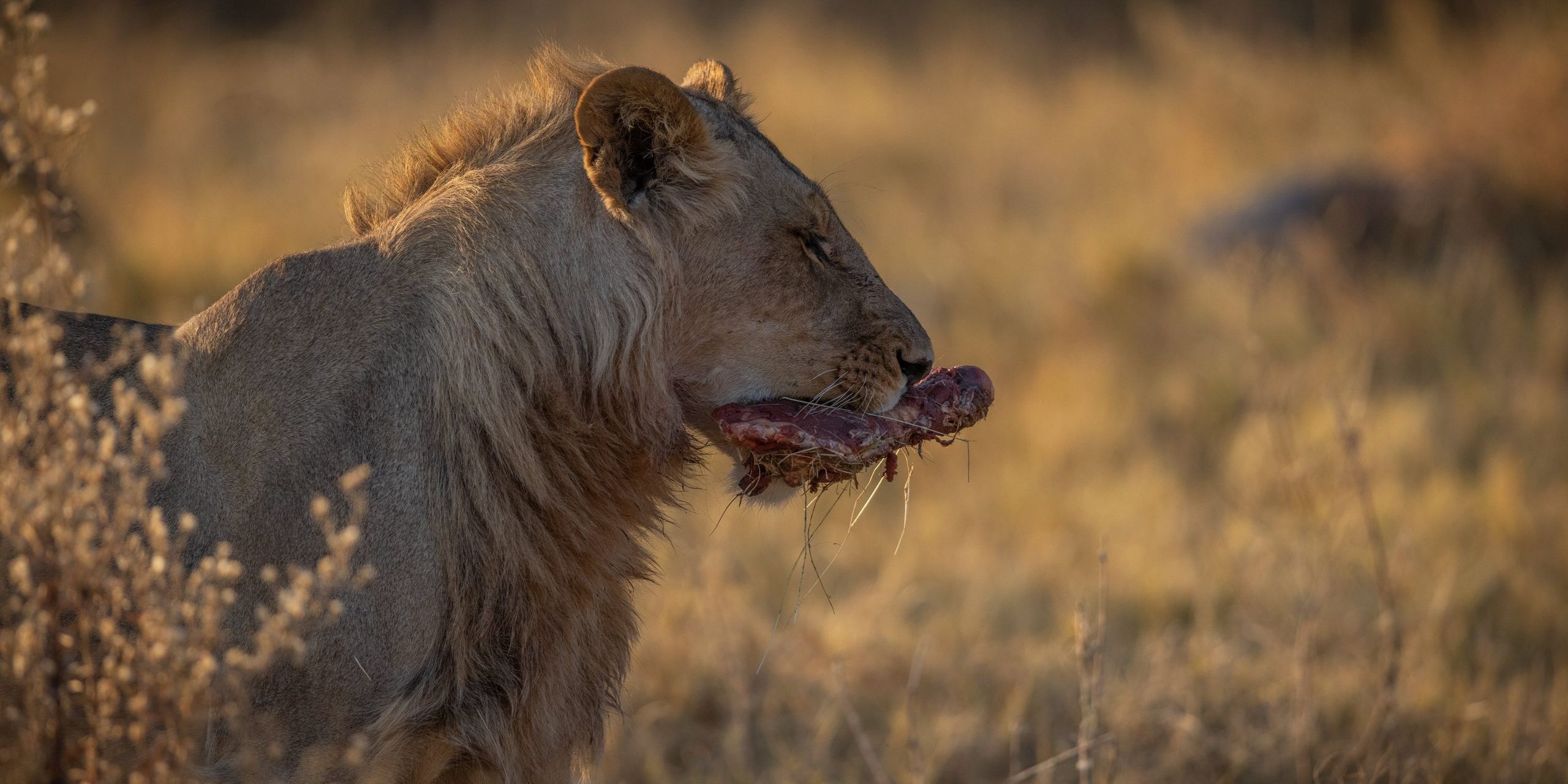 natucate-botswana-okavango-junger-loewe-mit-beute-05