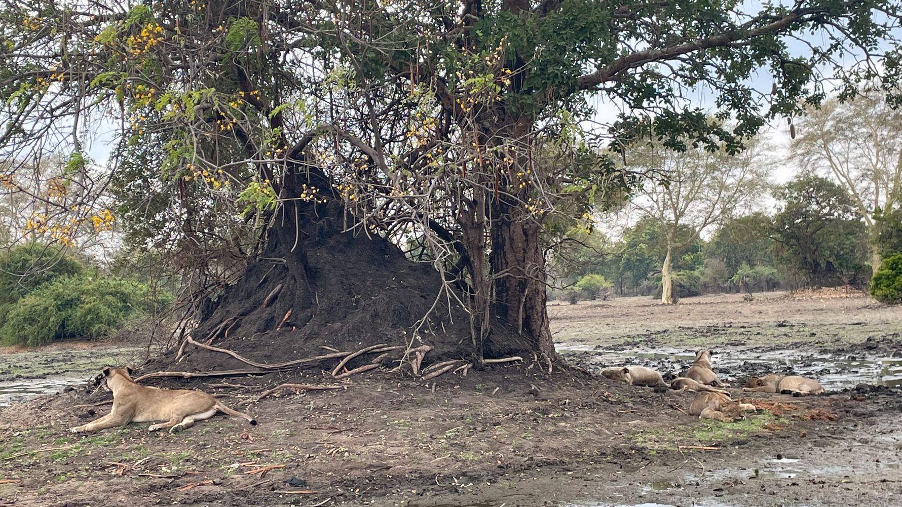 Lioness lays in front of tree