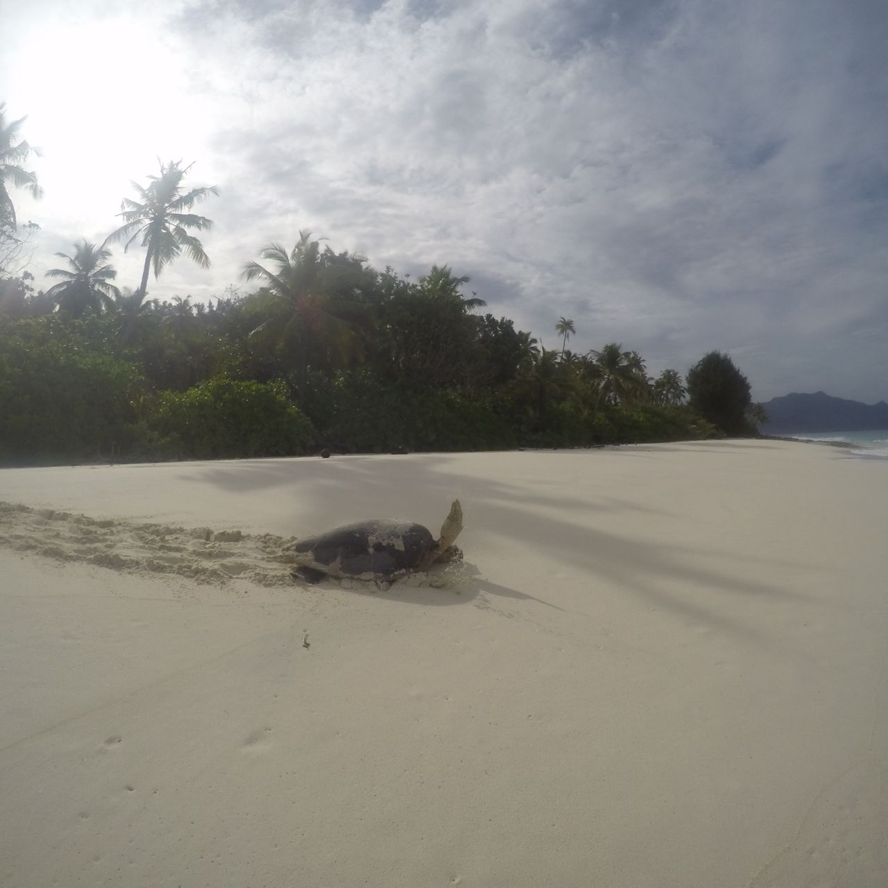 Meeresschildkroete wandert durch den Sand ins Meer