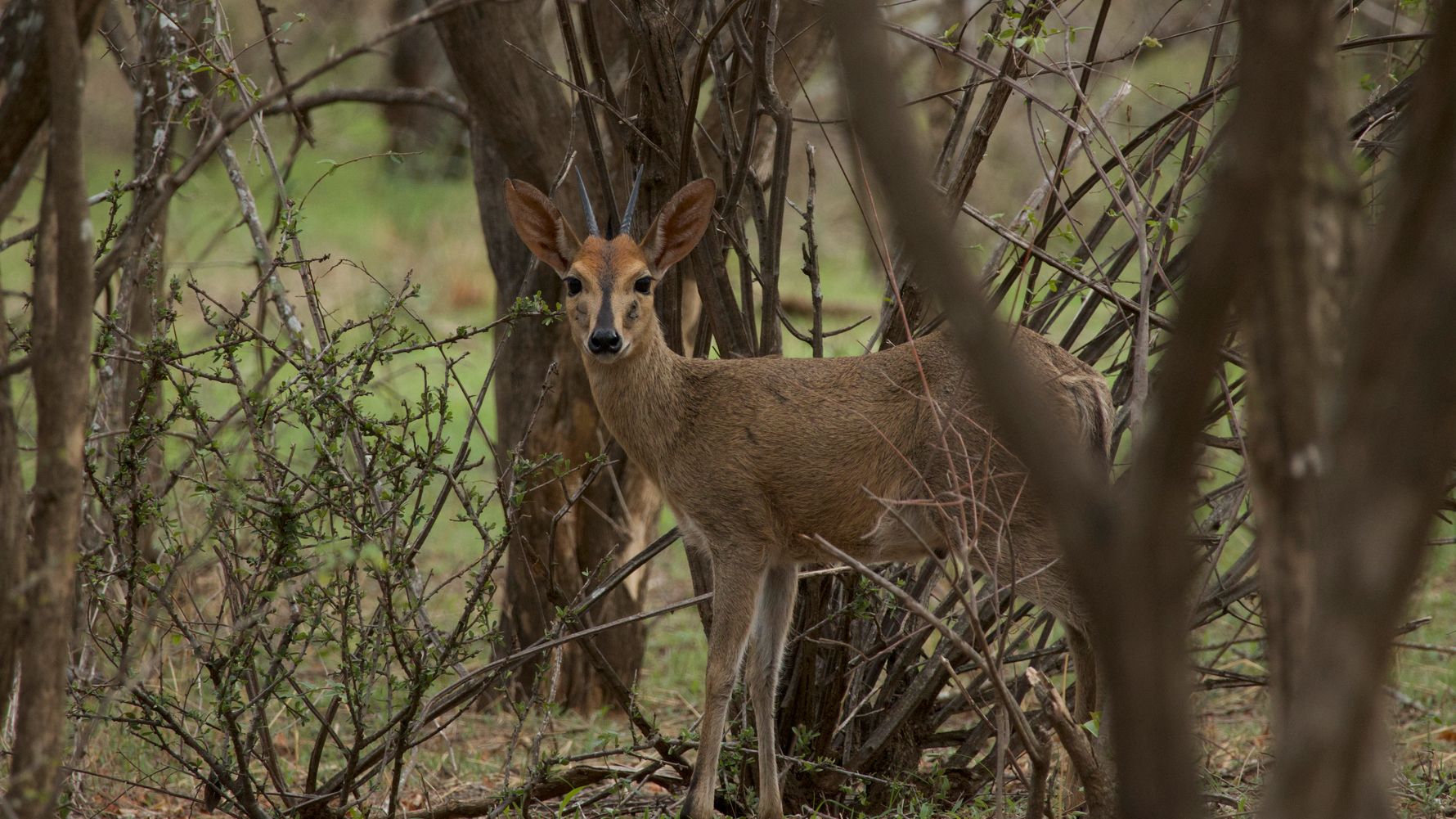 Duiker im Busch