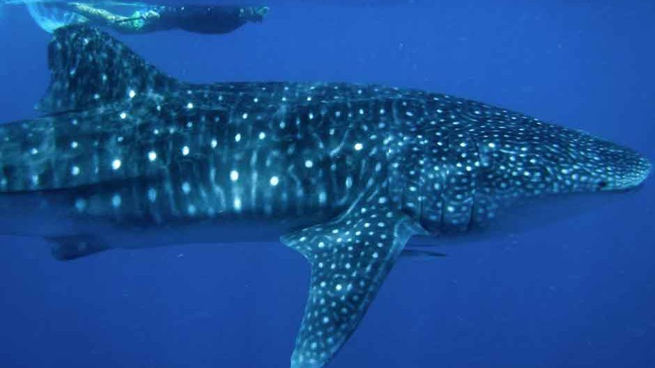 freiwilligenarbeit-malediven-walhaie-projektbesuch