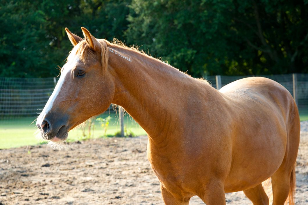 Ein hellbraunes Wildpferd steht auf einer Koppel eines Tierschutzgelaendes in Florida