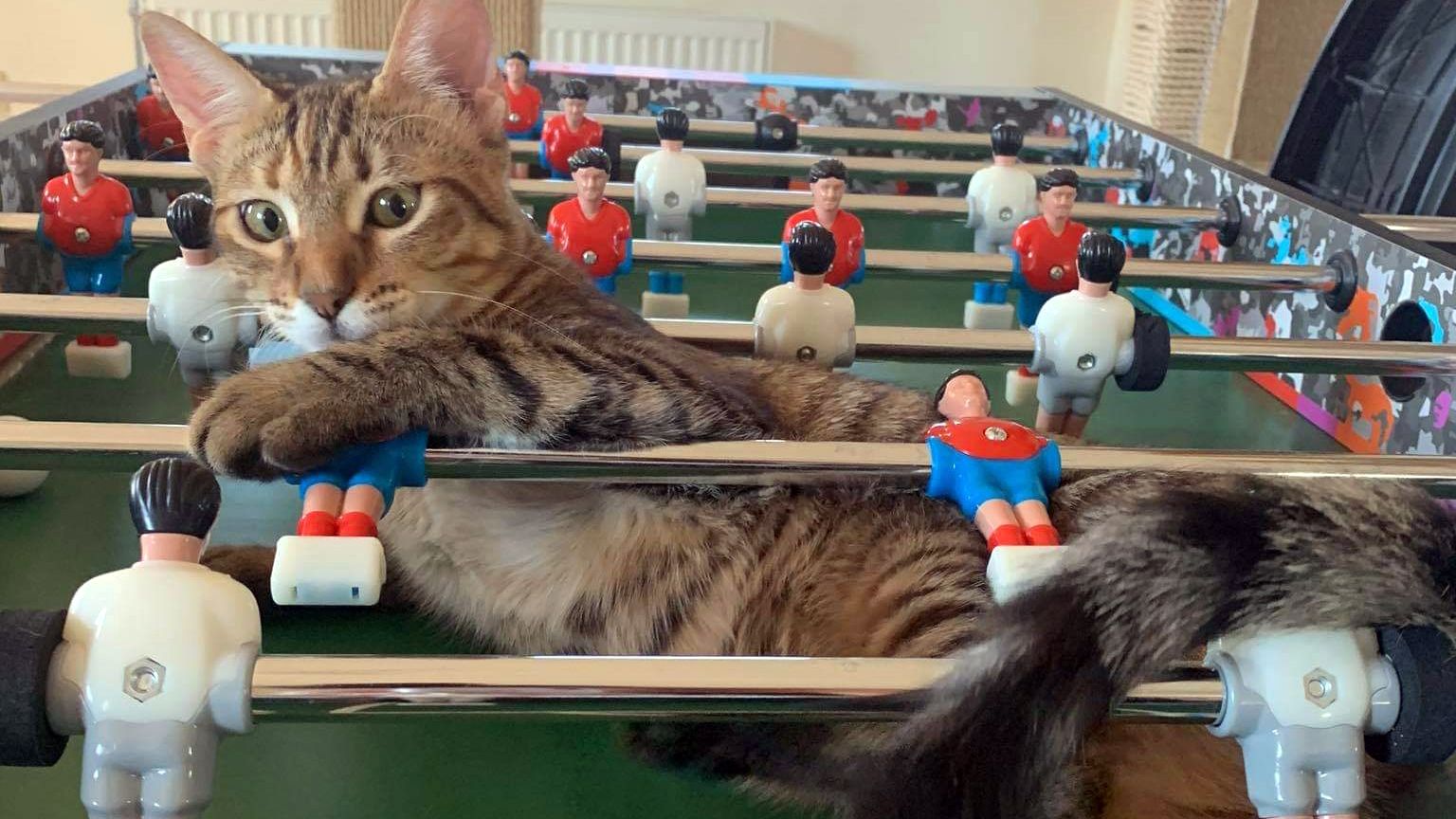 erfahrungsbericht-freiwilligenarbeit-griechenland-tierschutz-caroline-katze-natucate