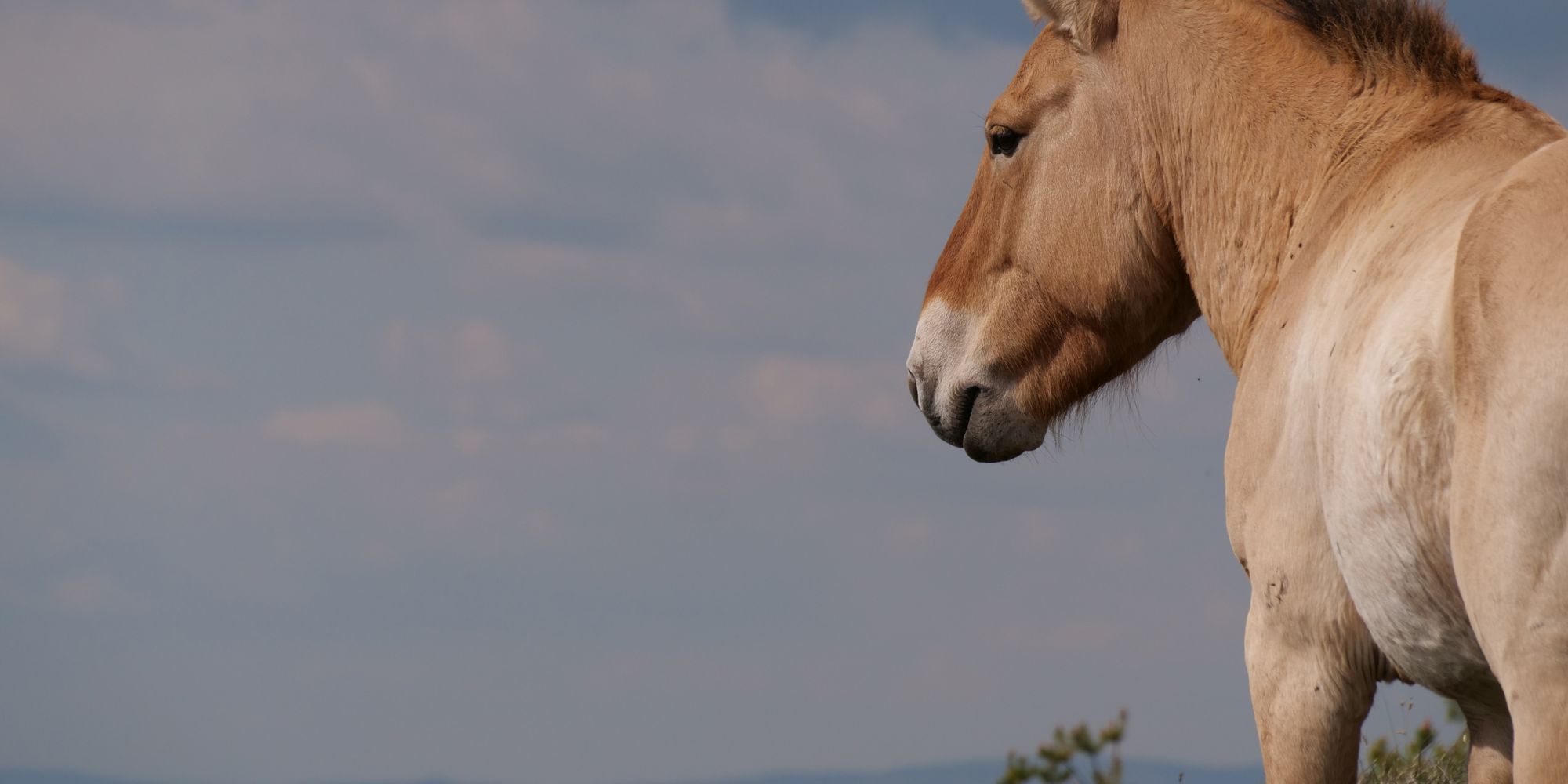 Ein einzelnes, wildes Prezewalski Pferd schaut in die Ferne in Frankreich