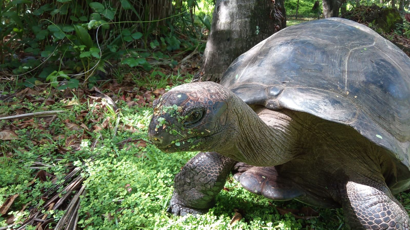 erfahrungsberichte-freiwilligenarbeit-seychellen-north-island-andreas-landschildkroete