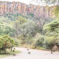 waterberg-region-mountain-monkeys