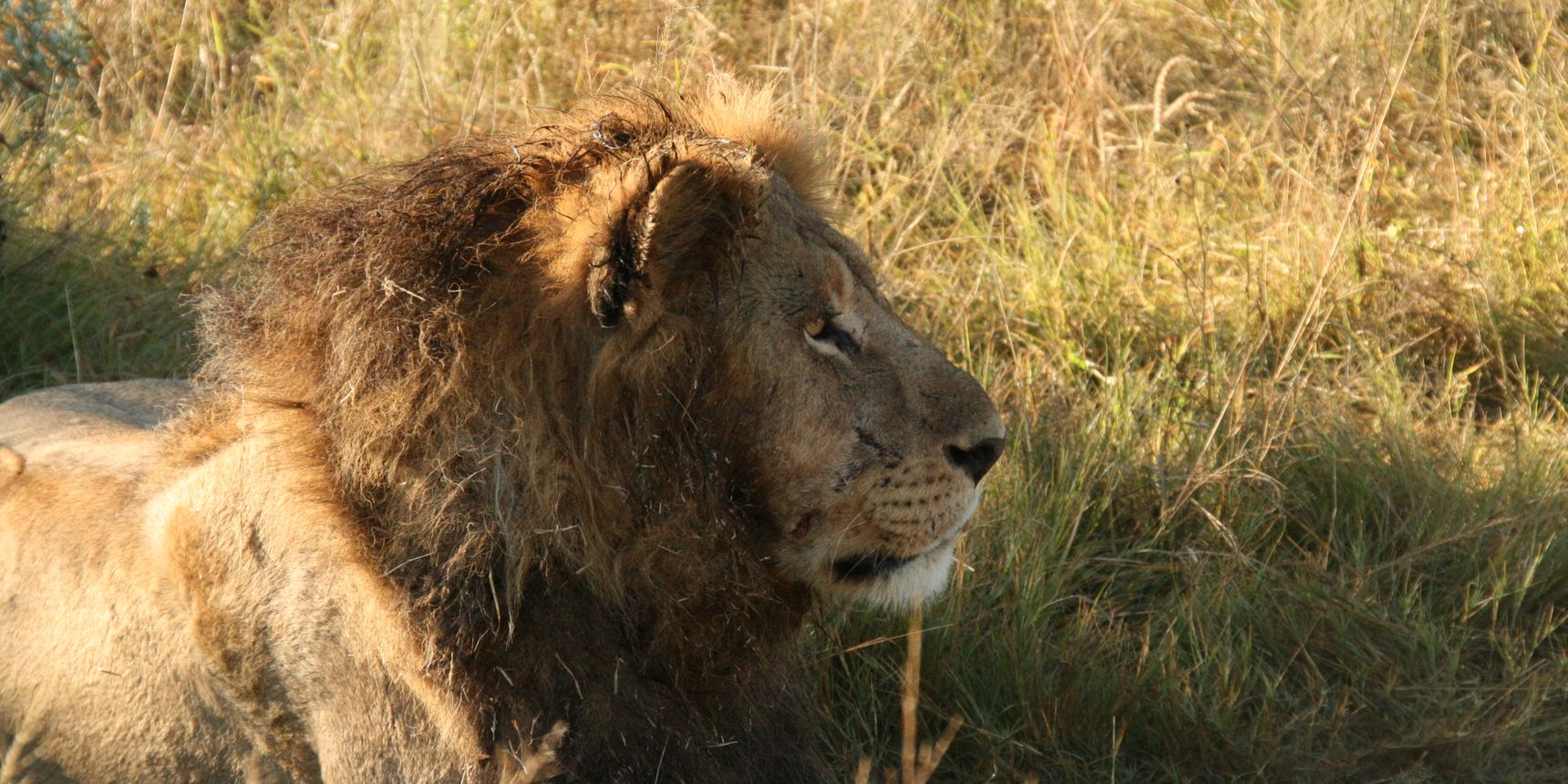 nein-zur-loewenzucht-loewe-blog-natucate