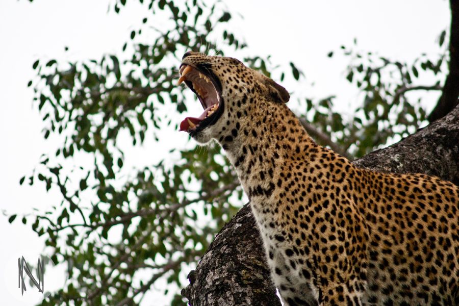 freiwilligenarbeit-suedafrika-wale-leoparden-leopard-gaehnen-natucate
