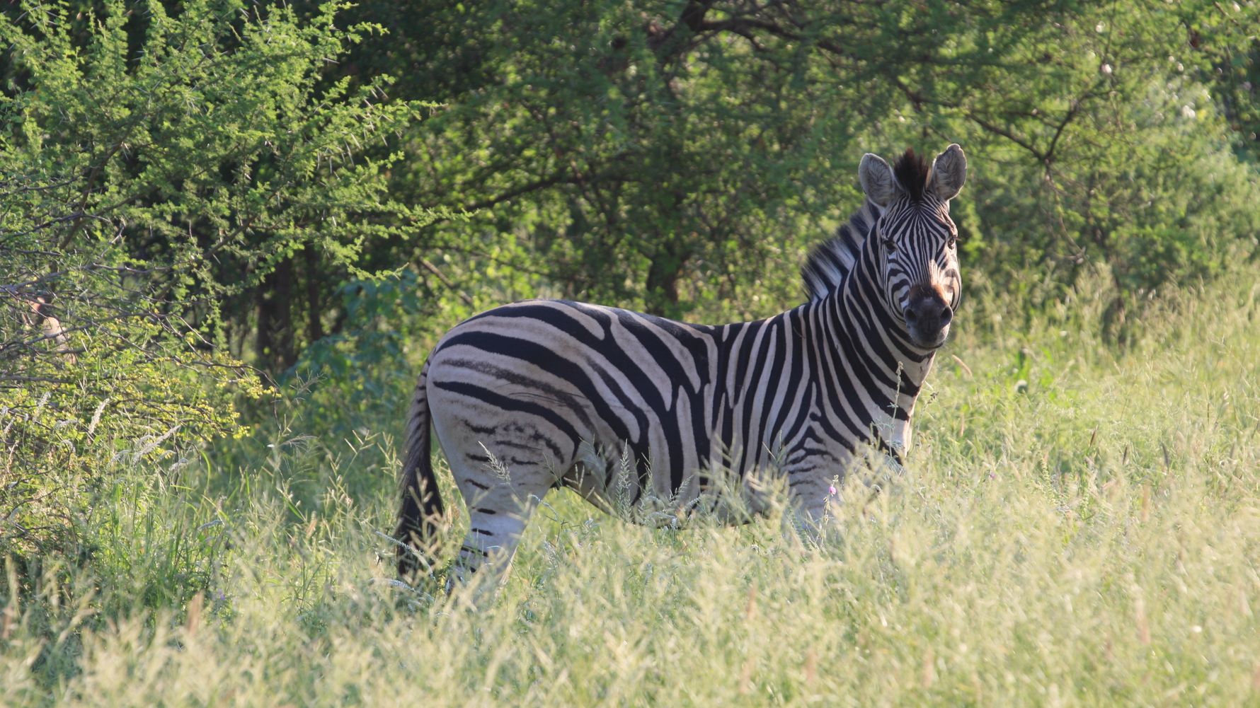 naturreise-suedafrika-erfahrungsbericht-ecoquest-kundenfotos-zebra-natucate