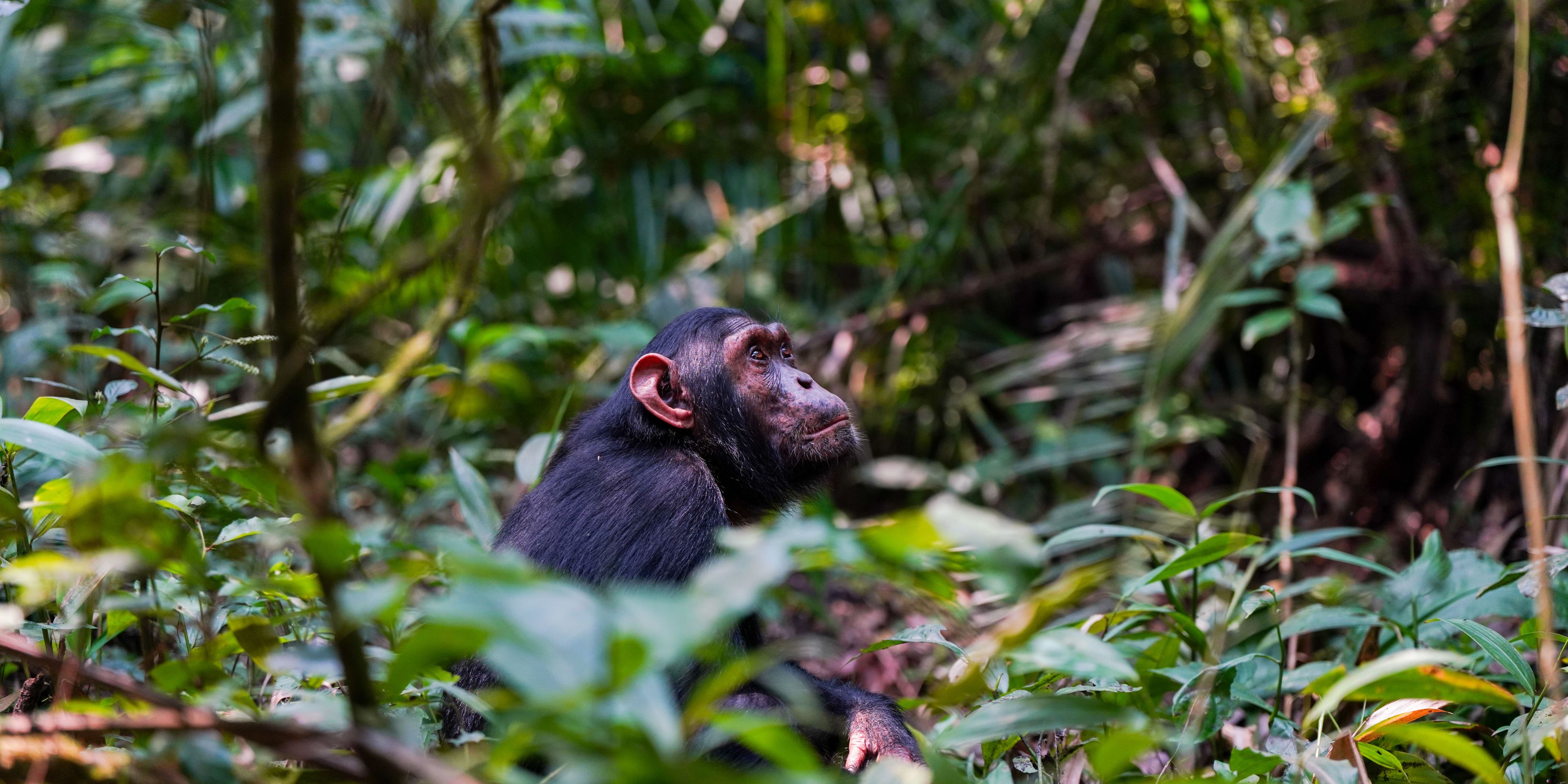 natucate-volunteering-uganda-chimpanzee-project-sitting-greenery