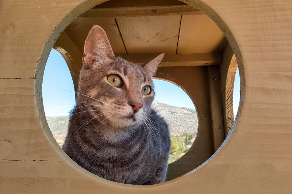 freiwilligenarbeit-griechenland-tierschutz-katze