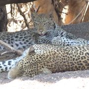 erfahrungsberichte-suedliches-afrika-fgl1-rangerausbildung-leoparden-natucate