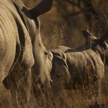 erfahrungsberichte-rangerkurse-suedafrika-professional-field-guide-marc-aurel-nashoerner-natucate