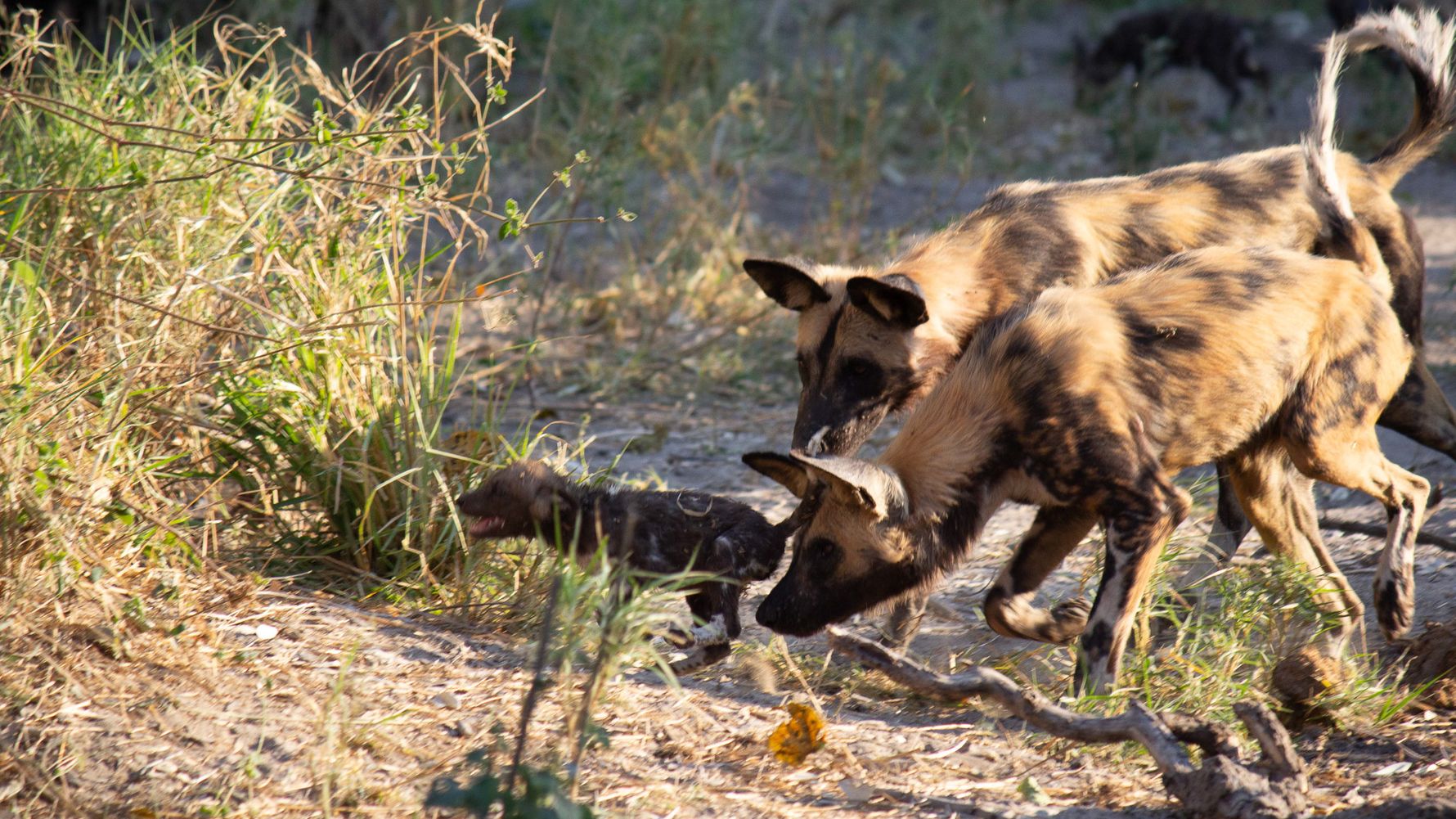 Zwei erwachsene Wildhunde und ein Junges