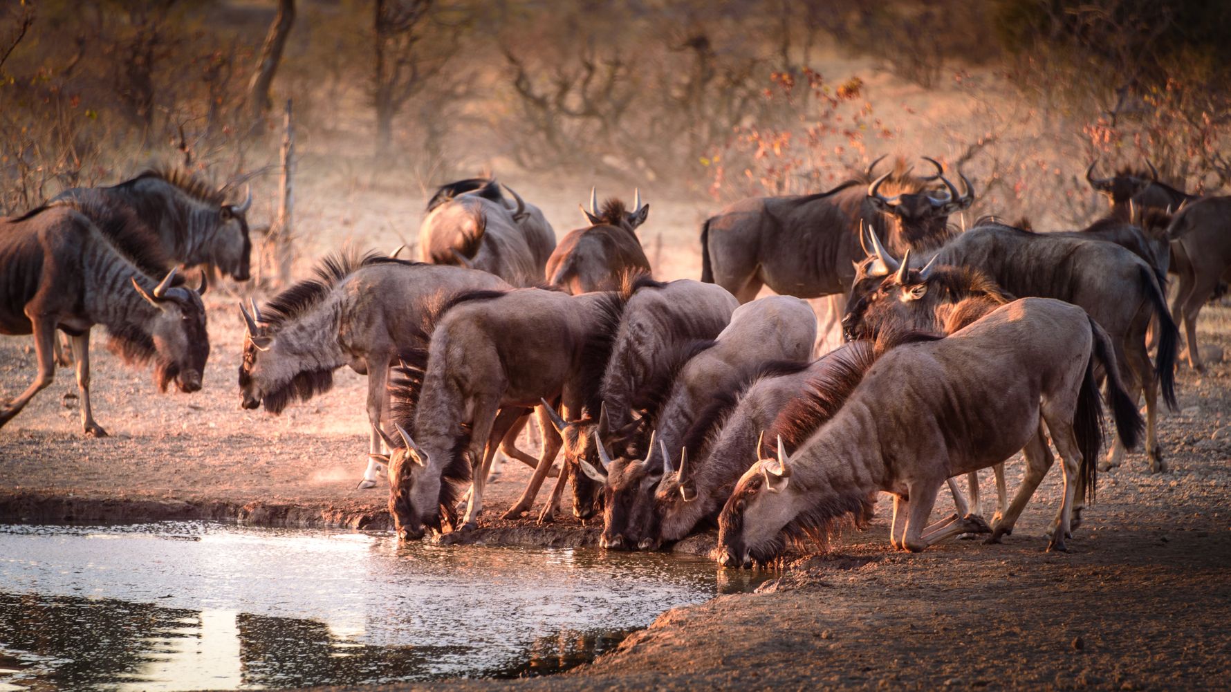 tansania-laenderinformationen-serengeti-gnu-natucate