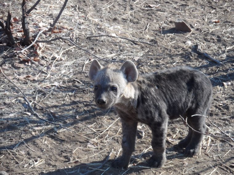 erfahrungsberichte-safari-guide-rangerausbildung-wildhund-natucate