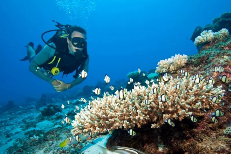 natucate-travel-volunteering-seychelles-platte-island-diving