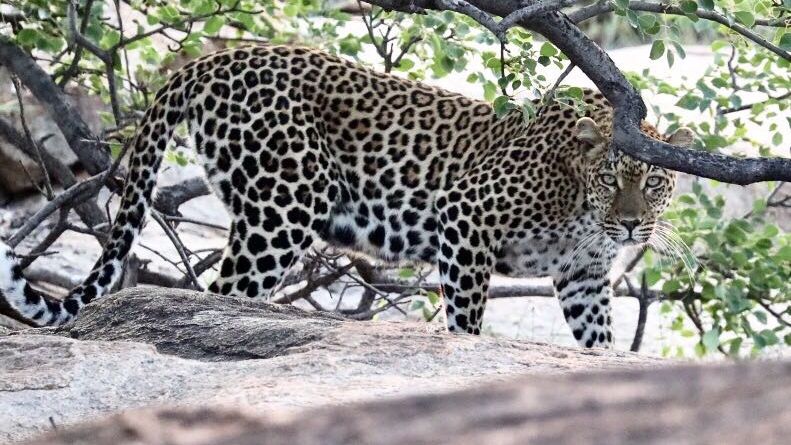 blog-ratgeber-suedafrika-kruger-nationalpark-leopard-natucate