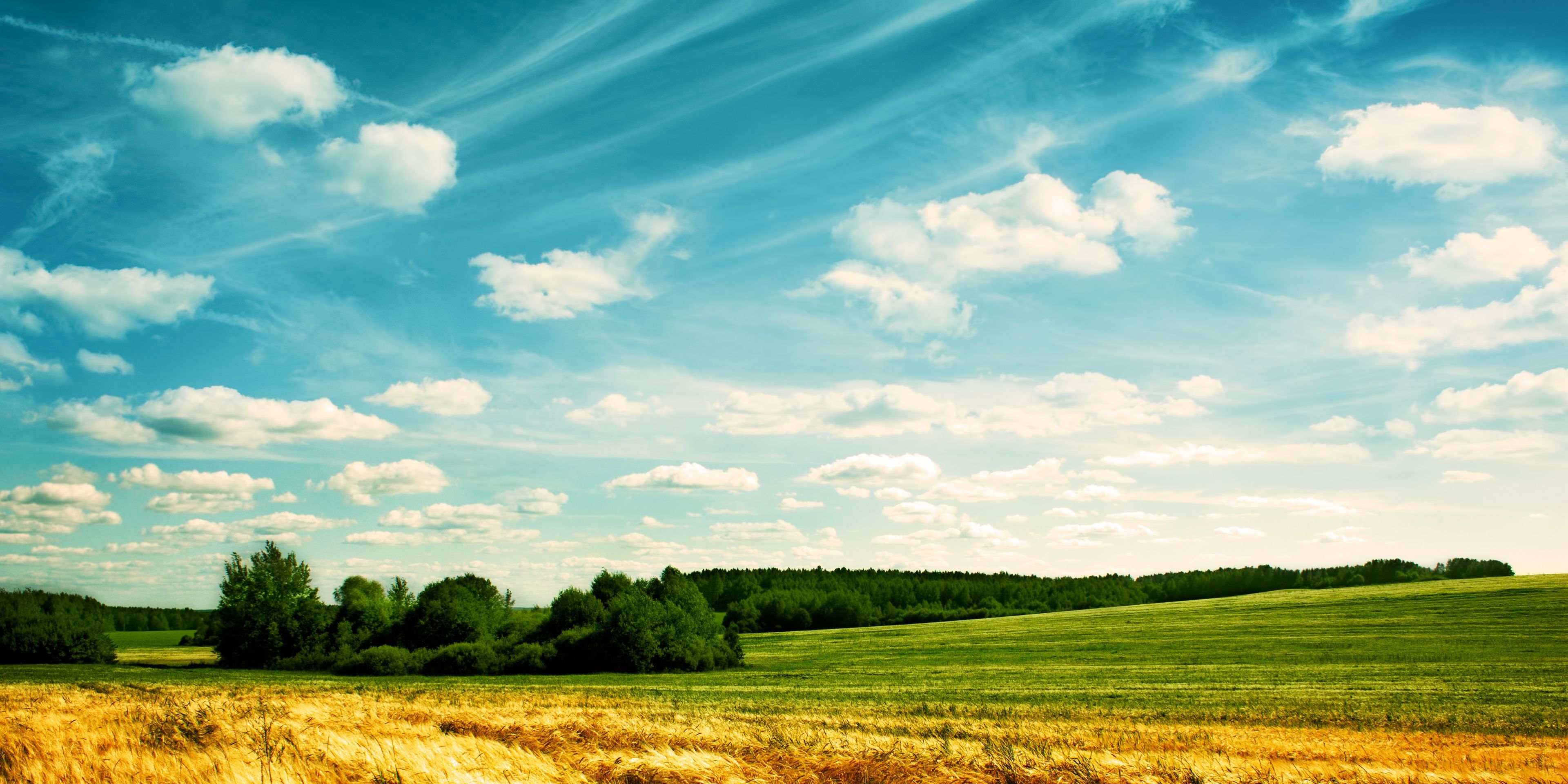 auslandspraktikum-usa-nordamerika-oekologische-landwirtschaft-getreide-feld-natucate