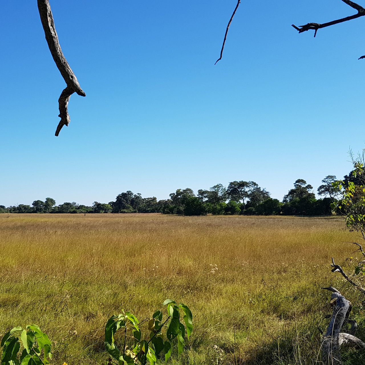 erfahrungsbericht-rangerkurs-field-guide-level-1-botswana-okavango-delta-alexandra-savanne-natucate