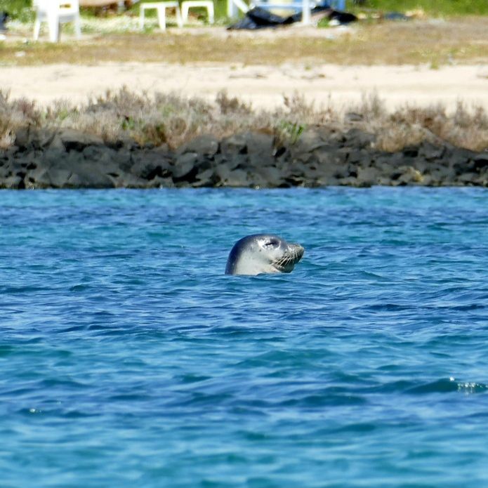 freiwilligenarbeit-griechenland-tierschutz-elli-18