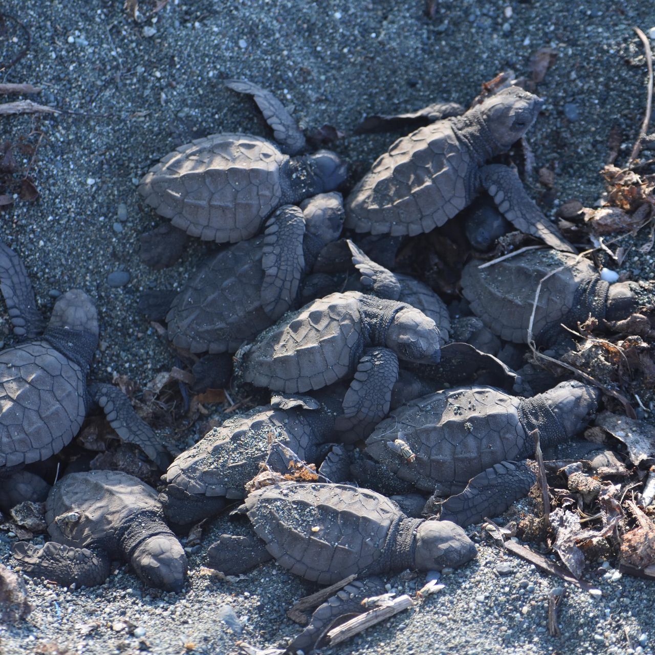 natucate-review-costa-rica-turtle-amelie-turtle-hatchlings