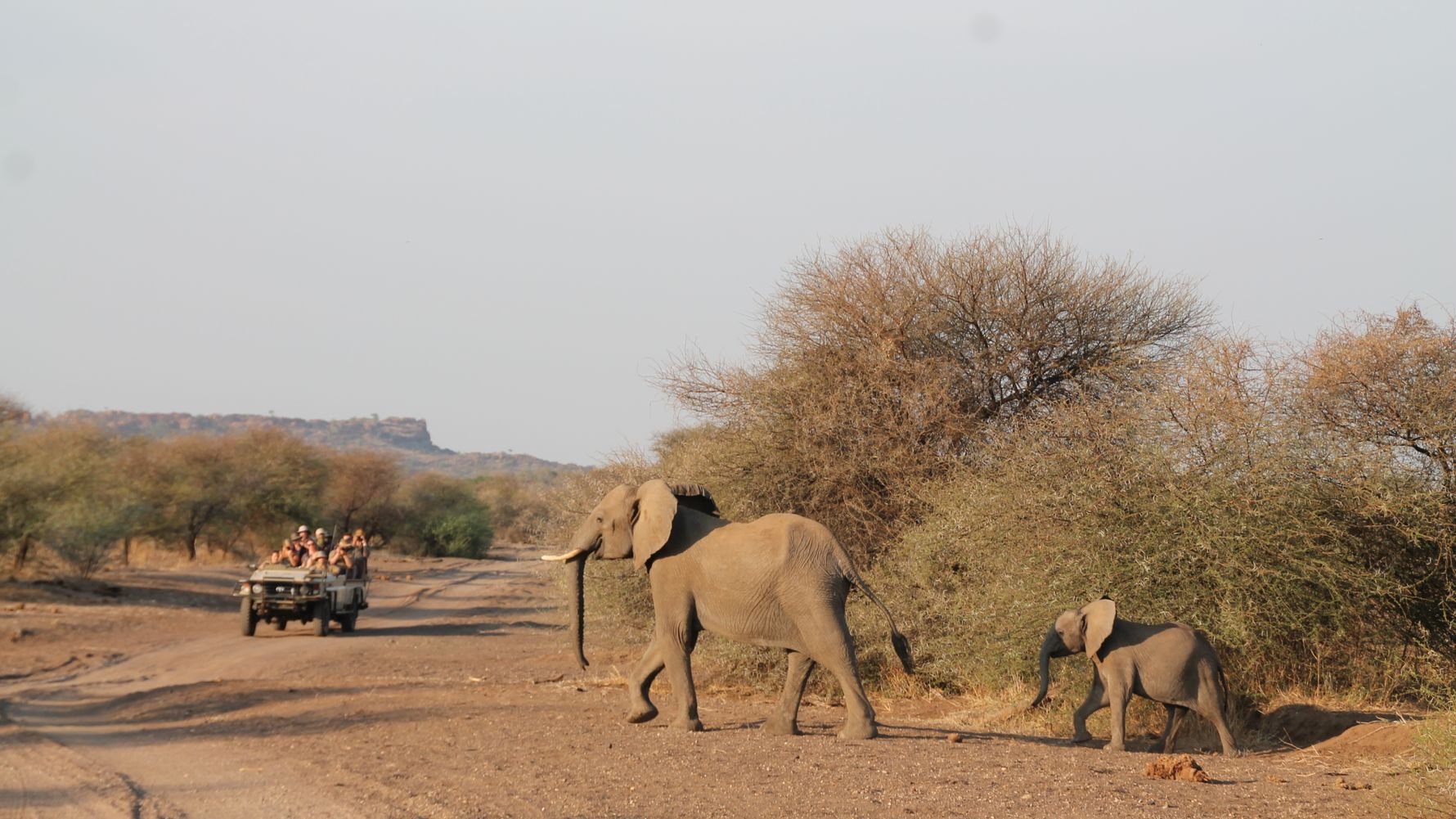 erfahrungsbericht-suedliches-afrika-kundenfotos-sabbatjahr-fgl1-elefanten-natucate