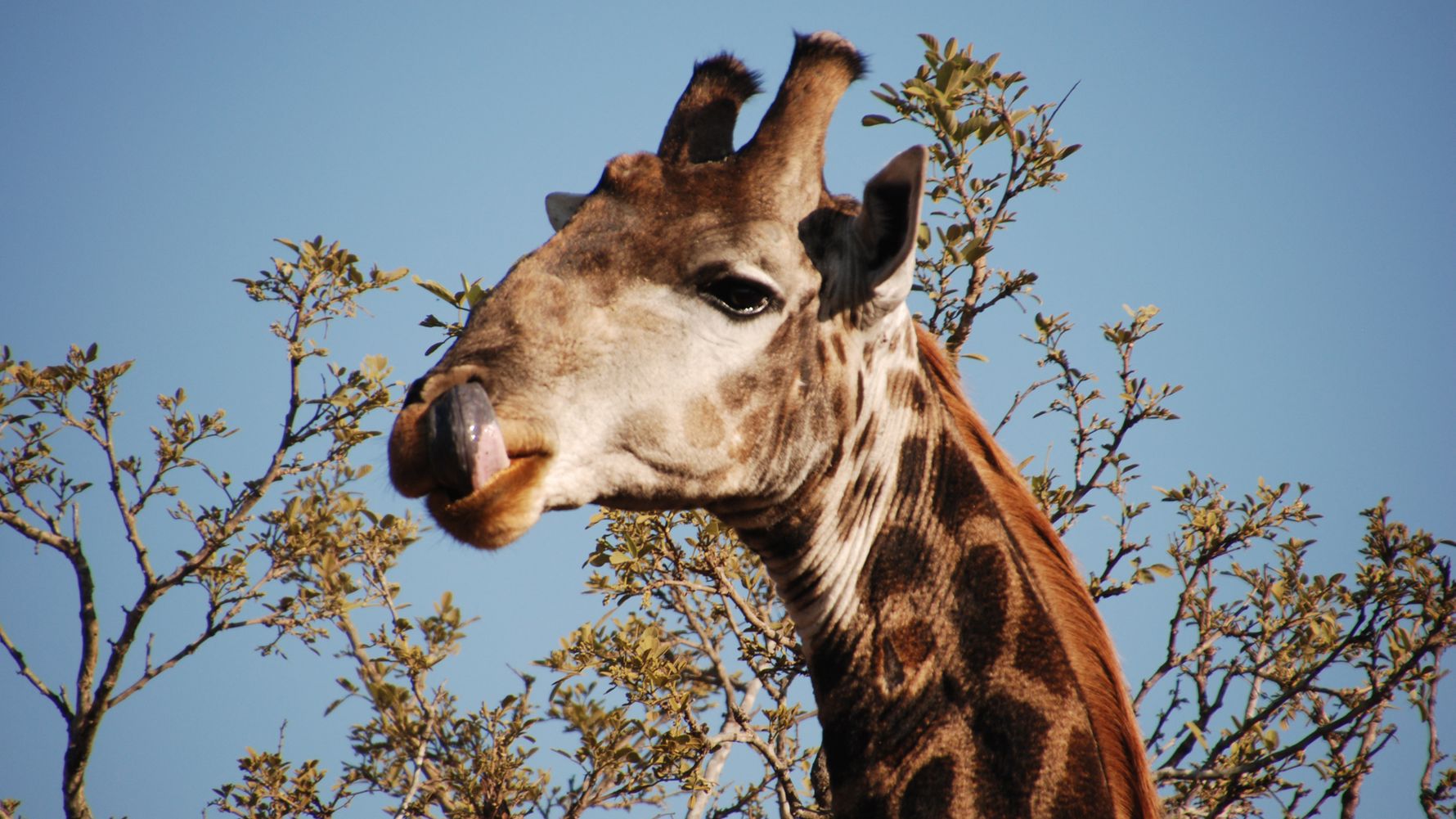 rangerausbildung-wissen-saeugetiere-giraffe-natucate