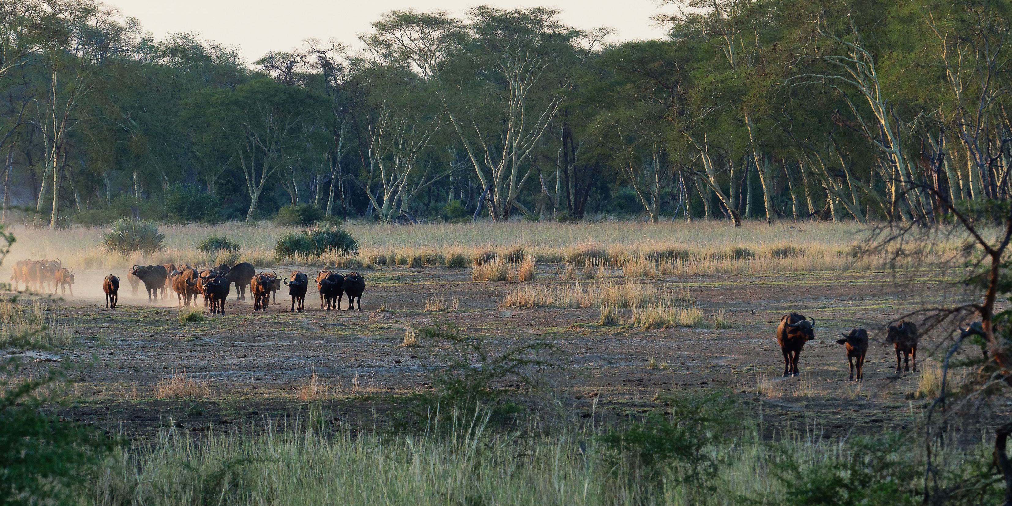 Sichtung einer Bueffelherde in Afrikas Wildnis bei einem Ausflug des Rangerkurses