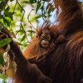 Baby Orangutan mit Mutter
