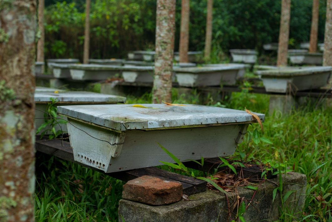 freiwilligenarbeit-uganda-schutzhasten-bienen