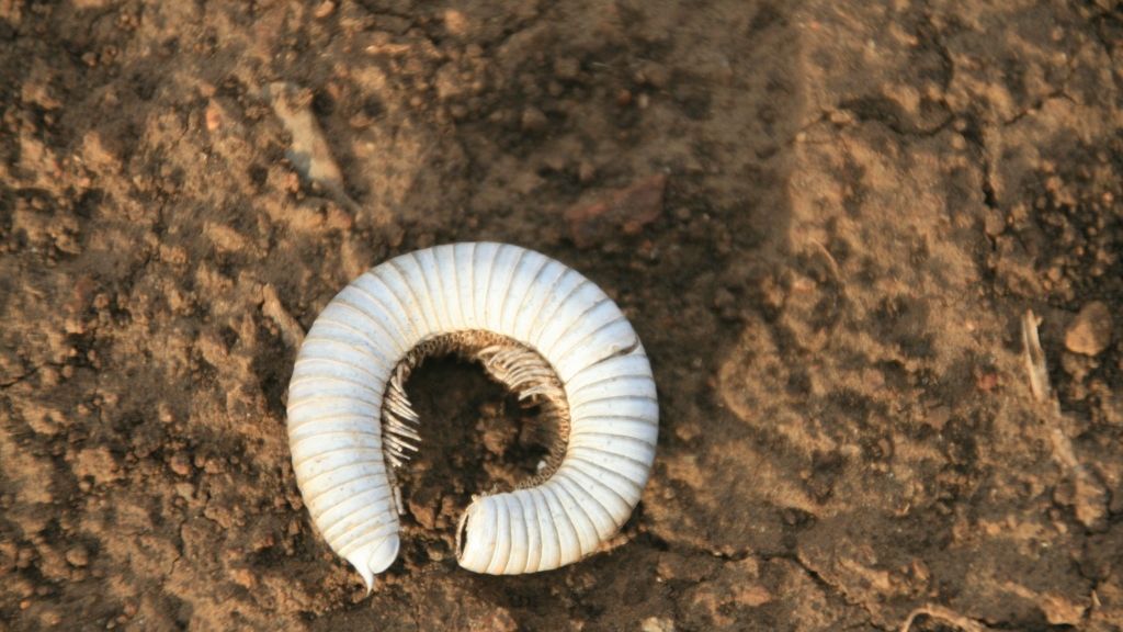 erfahrungsbericht-suedafrika-kundenfotos-sabbatjahr-insekt-natucate