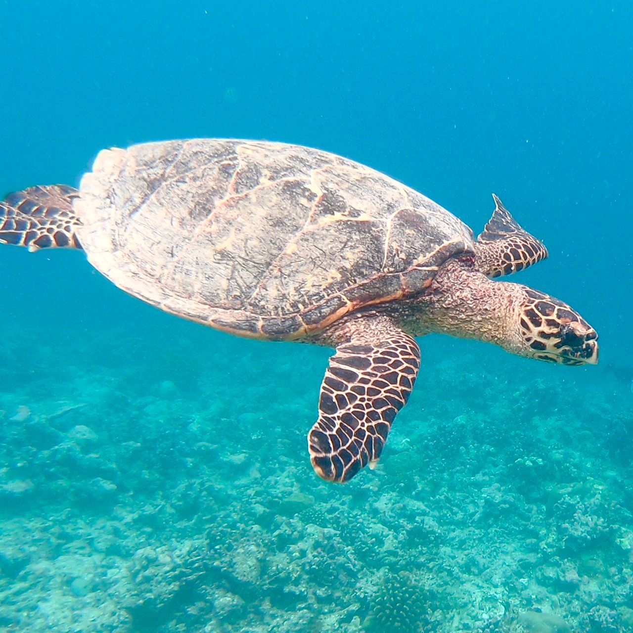 erfahrungsberichte-freiwilligenarbeit-malediven-walhaie-doris-schildkroete-natucate