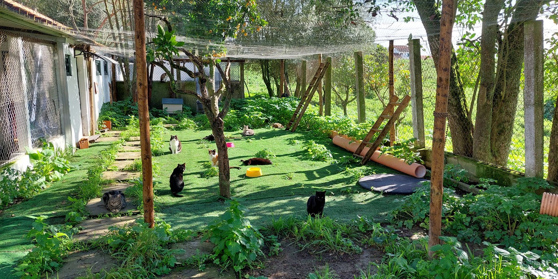 Dieses längliche, begrünte Außengehege bietet viel Auslauf für die Katzen der Auffangstation im Bezirk Santarém