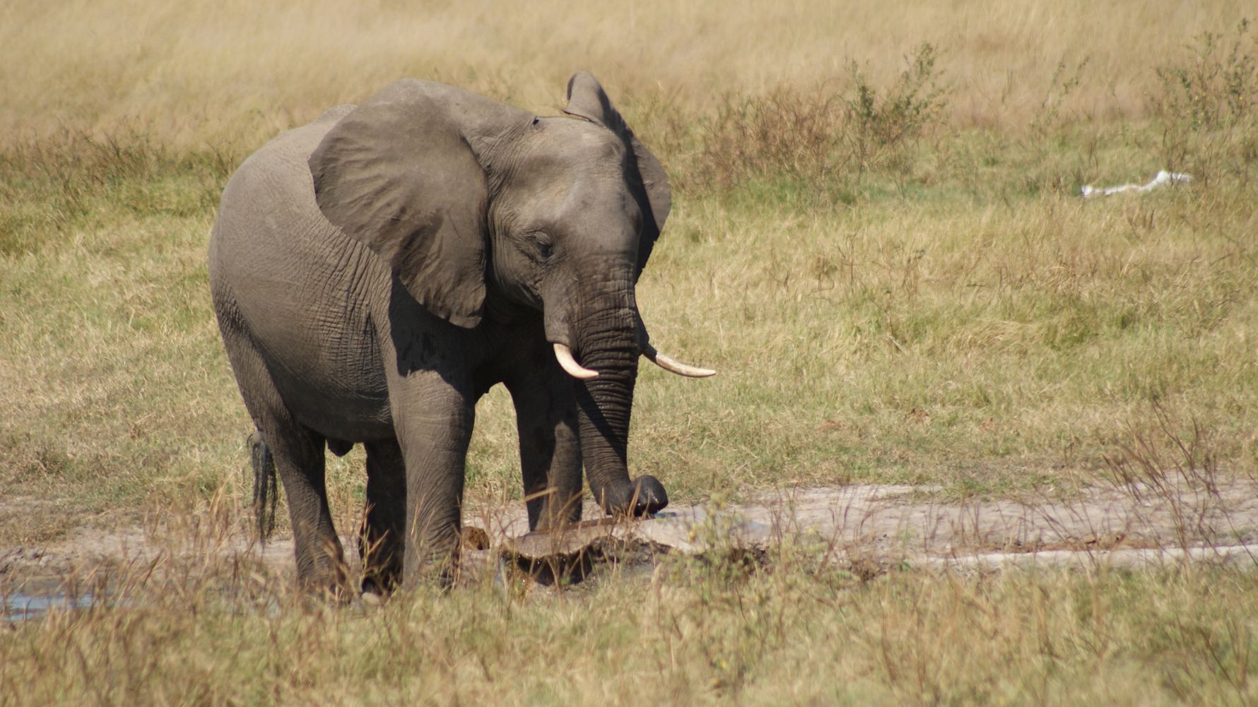 Elephant bull in the grass