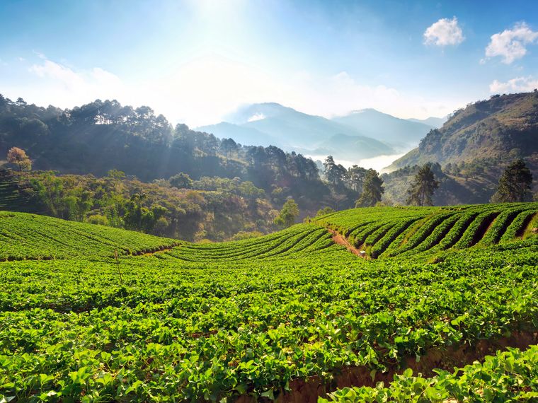 blog-ratgeber-usa-mittlerer-westen-gruene-felder-natucate