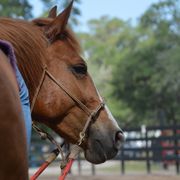 Freiwilligenarbeit: Ein Volunteer sitzt auf einem Pferd