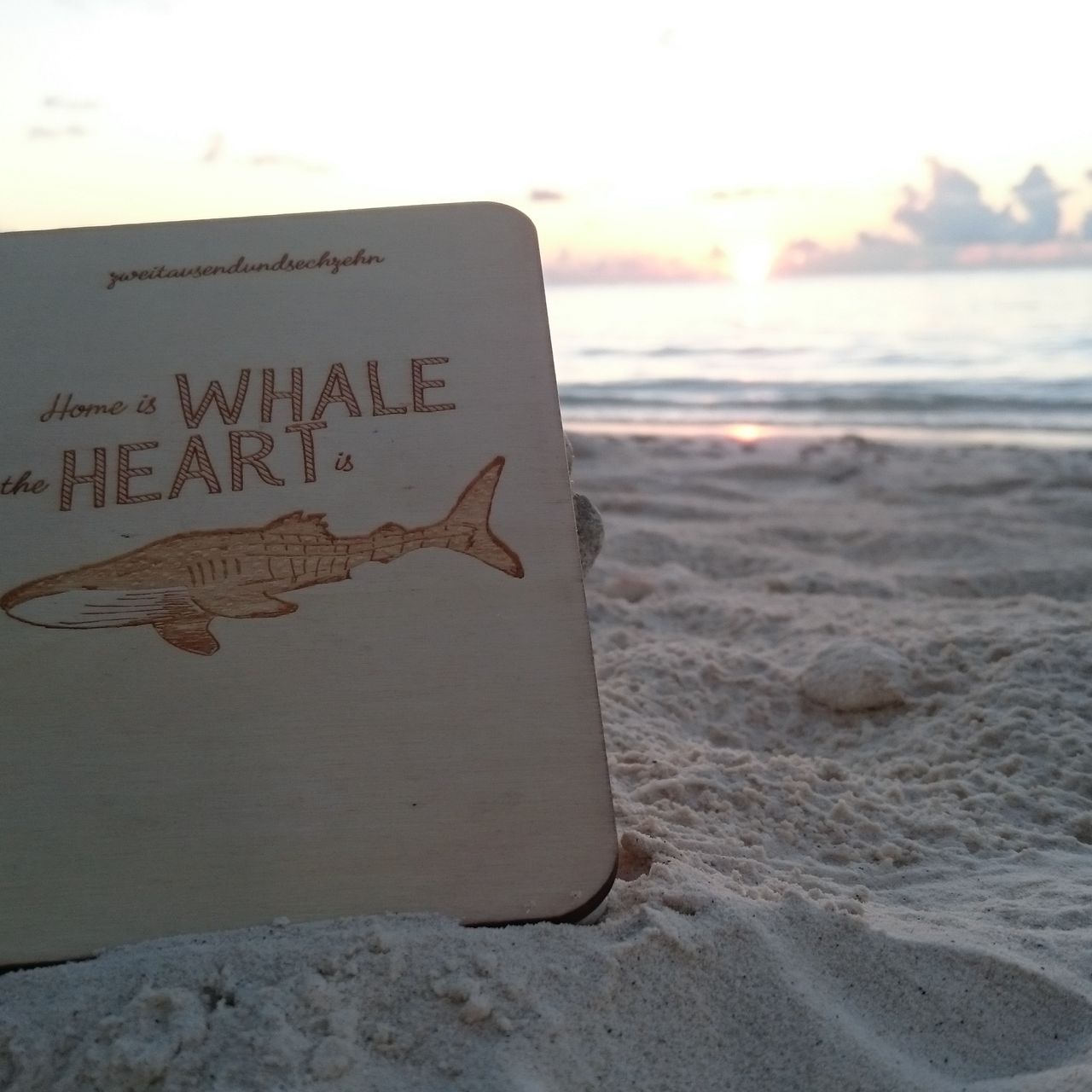 Artenschutz auf den Malediven: Ein Walhaibuch am Strand der Malediven