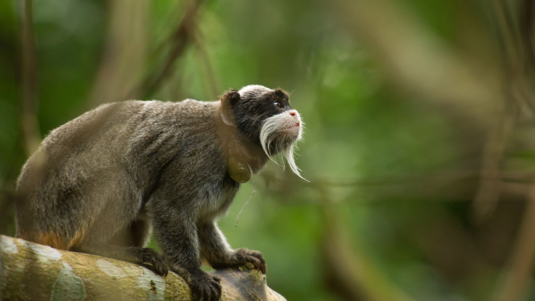 landingpage-auslandspraktikum-artenschutz-praktikum-peru-kaiserschnurrbart-tamarin-natucate
