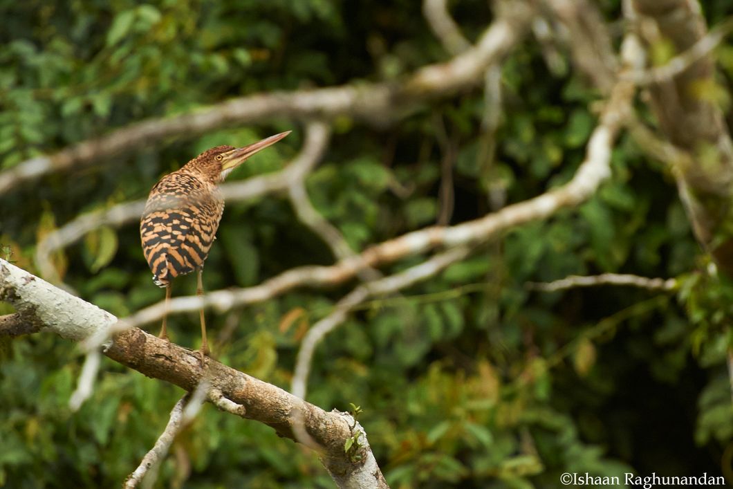 Die Vogelwelt Perus beheimatet einige exotische Exemplare
