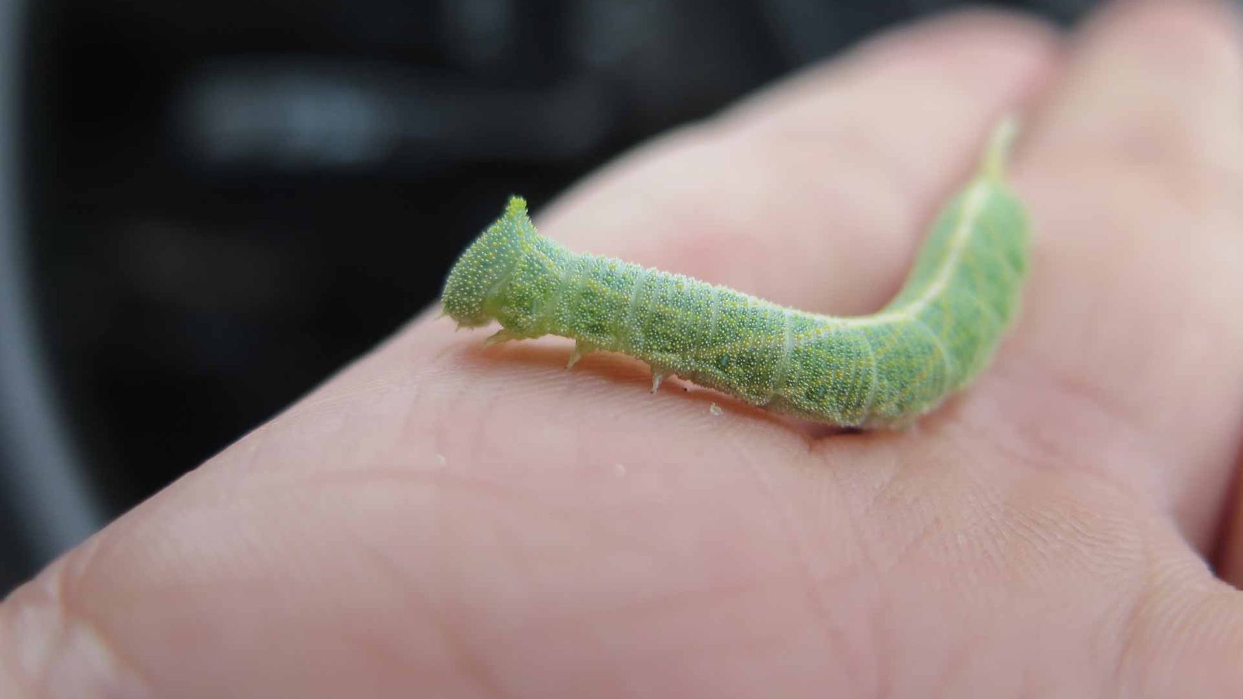 erfahrungsbericht-praktikum-botswana-artenschutz-insekt-natucate