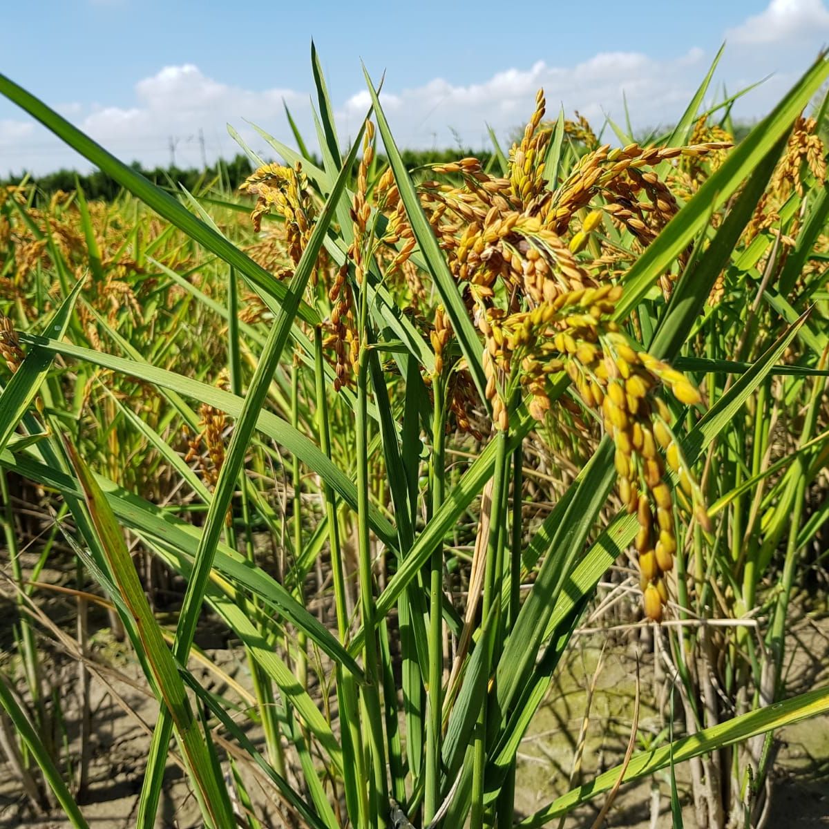 erfahrungsberichte-freiwilligenarbeit-spanien-valencia-naturschutz-alenya-graeser-natucate
