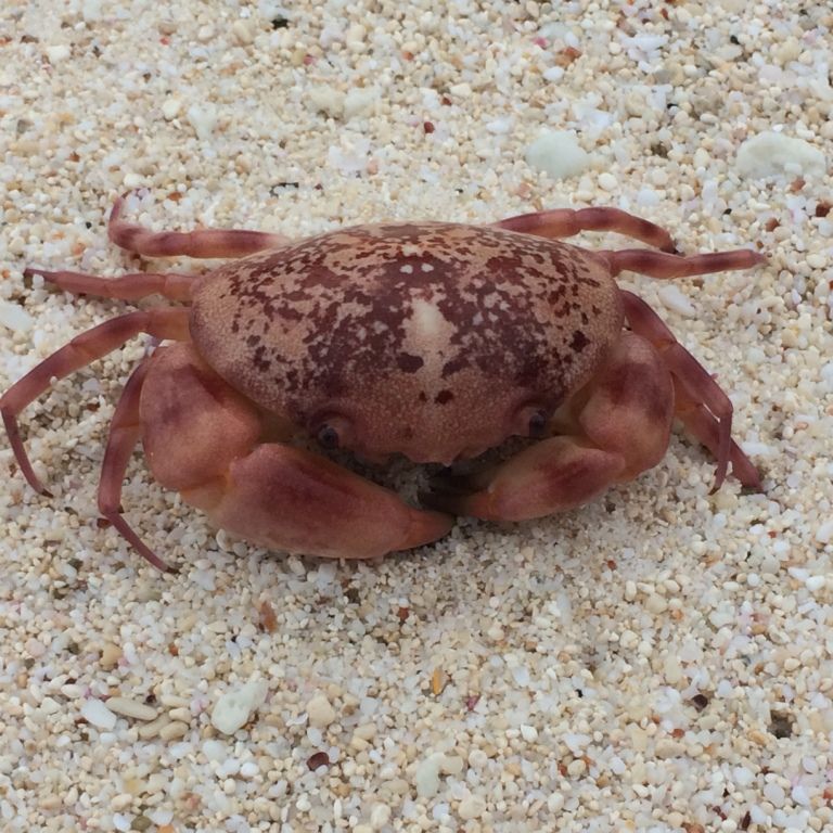 freiwilligenarbeit-seychellen-erfahrungsbericht-artenschutz-kundenfotos-krebs-natucate