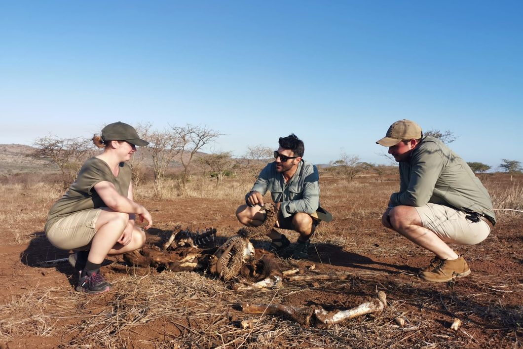 Studenten im Trails Guide-Kurs inspizieren waehrend einer Pirschwanderung den Kadaver eines Tieres