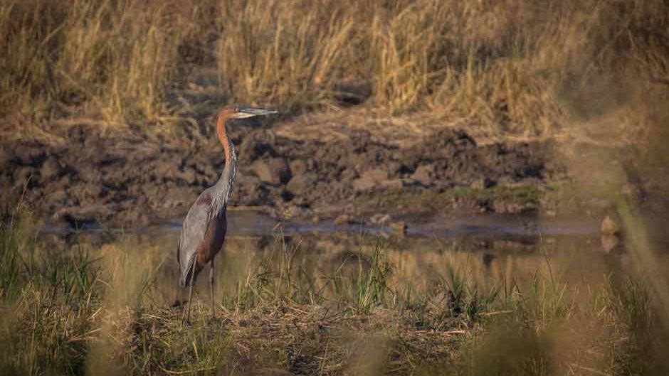 langstreckenzieher-unter-den-voegeln-purpurreiher-blog-natucate