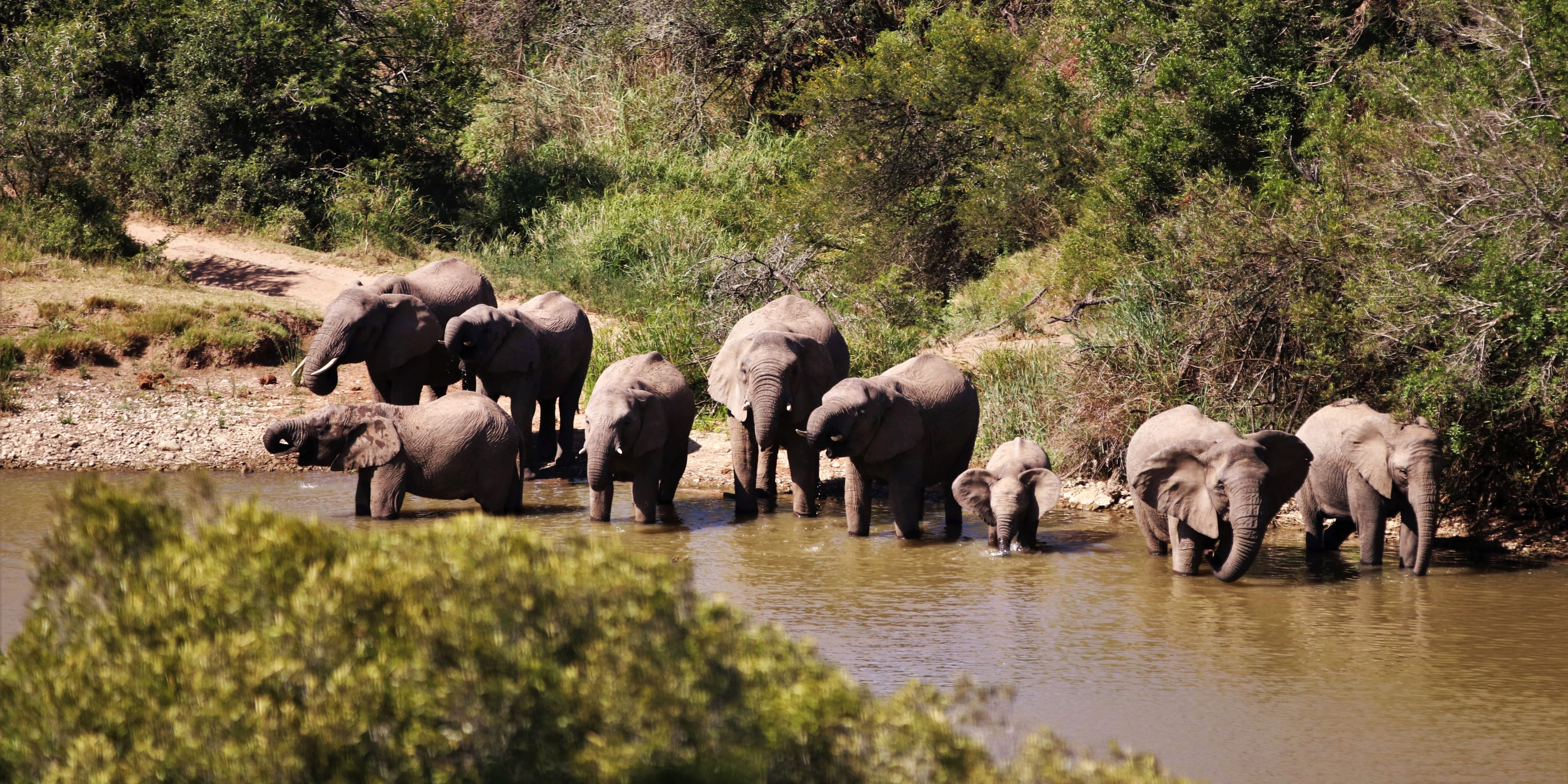 Eine kleine Elefantenherde mit Jungtier im suedafrikanischen Amakhala Game Reserve beim Trinken im Fluss