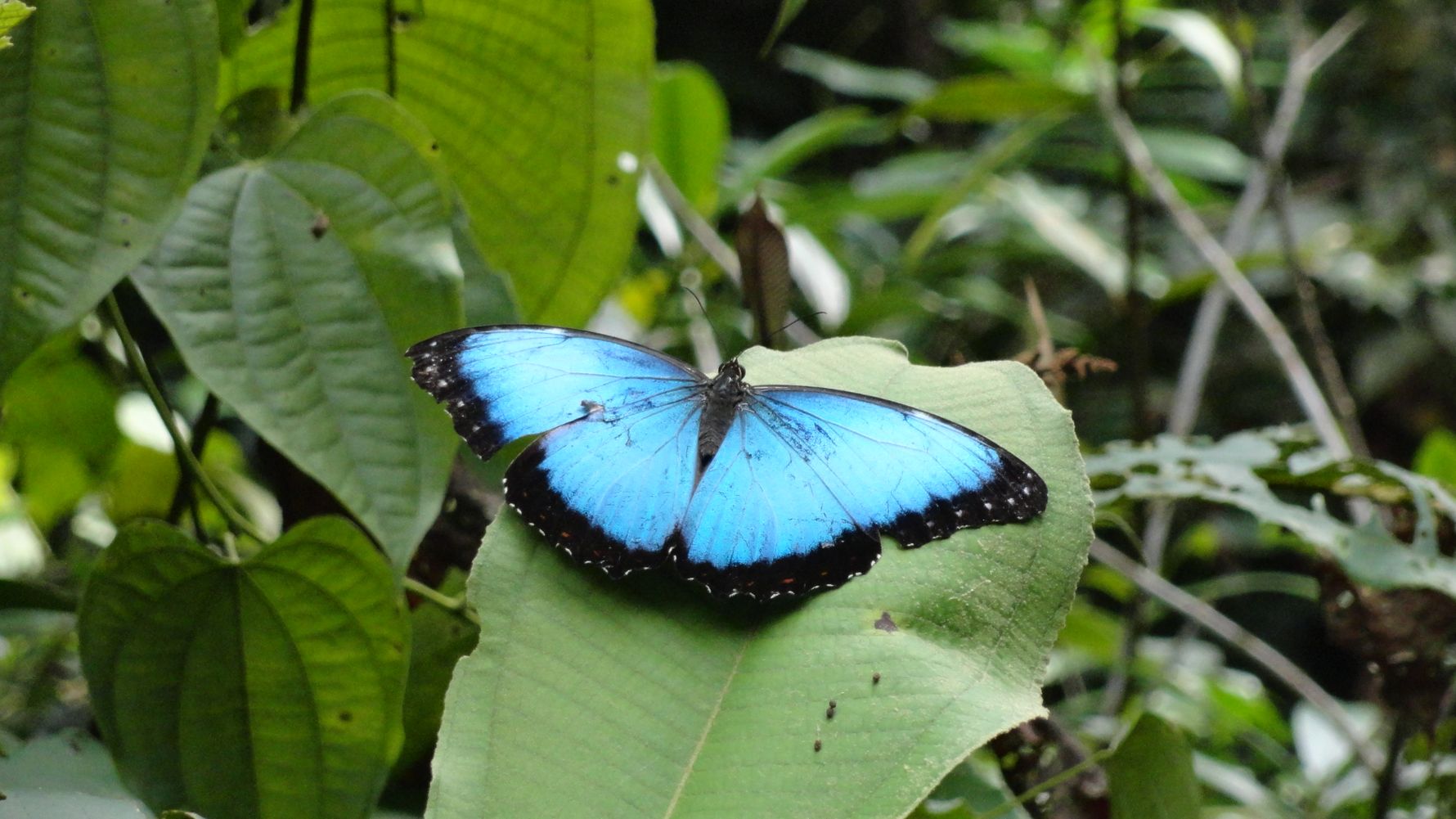 Ein bunter Schmetterling sitz auf einer Pflanze im Regenwald