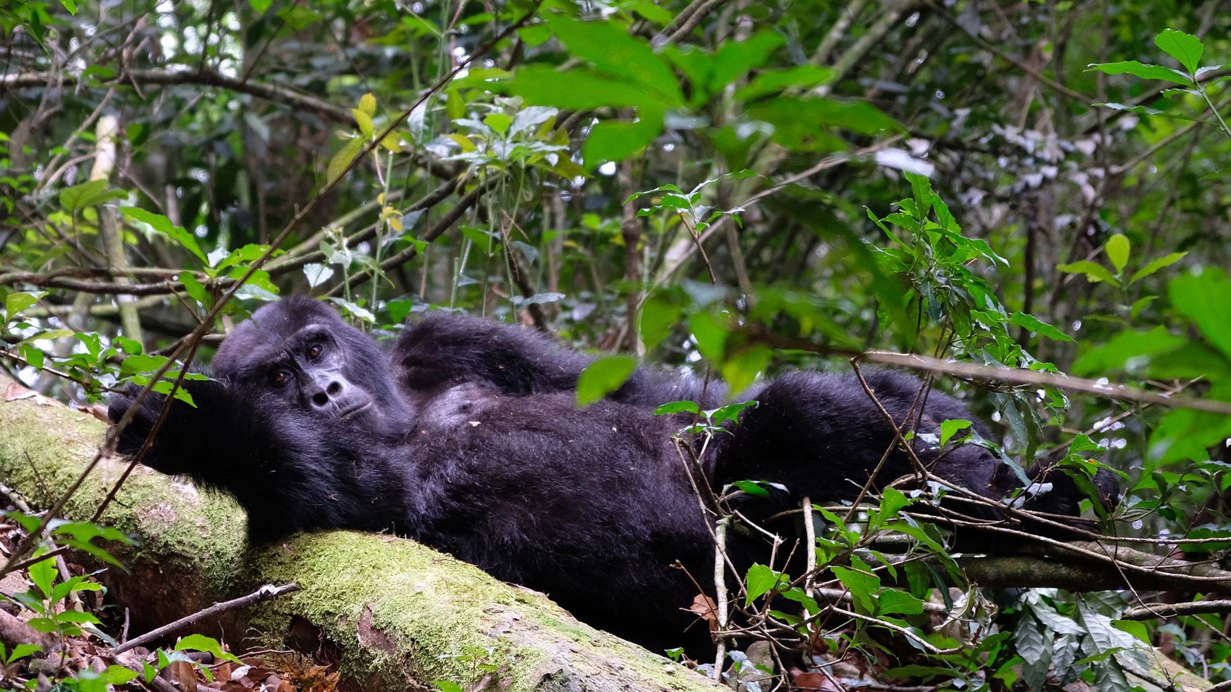 Gorilla-Trekking in Afrika: Gorilla-Weibchen im Regenwald in Uganda